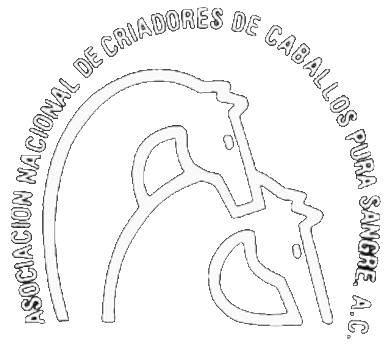 C Pura Sangre